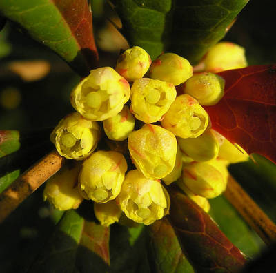 BERBERIS JULIANAE